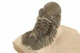 Reedops Trilobite - Lghaft , Morocco #186747-5